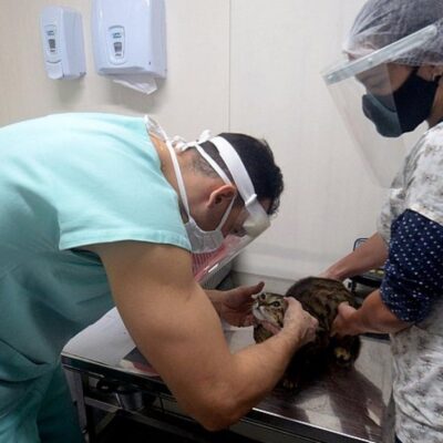 Hospital Público Veterinário de Salvador será entregue até o fim de 2022