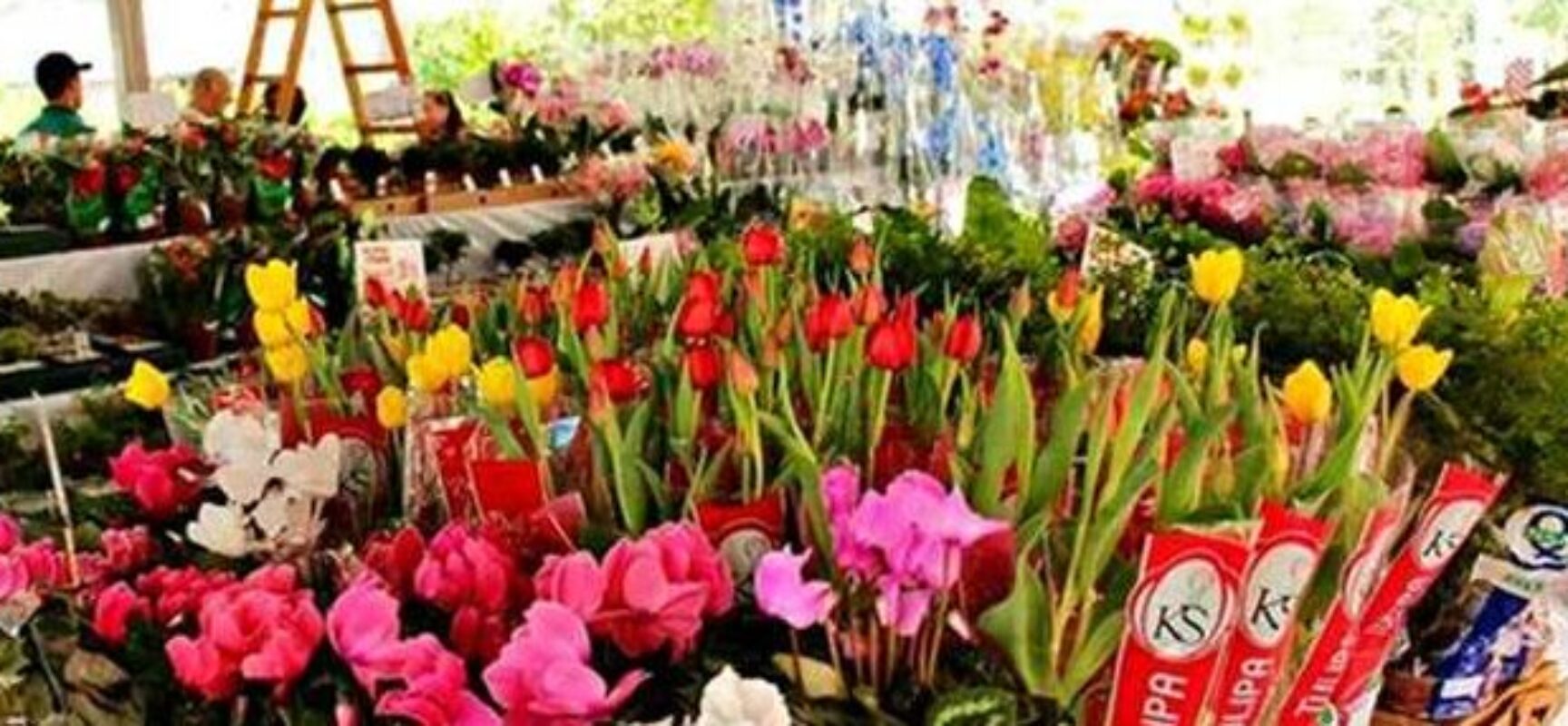 Ilhéus em Flor: Feira de Flores de Holambra vai colorir e movimentar Av. Soares Lopes