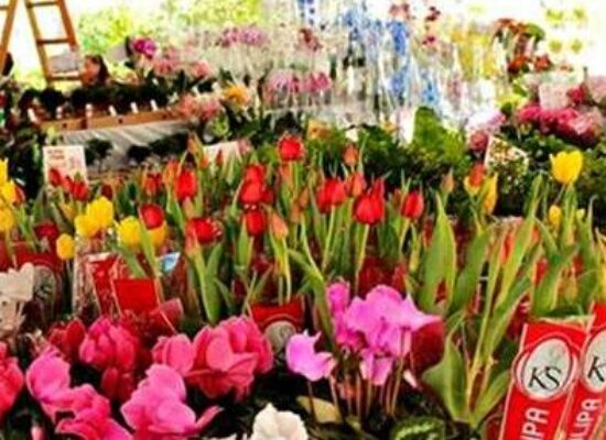 Ilhéus em Flor: Feira de Flores de Holambra vai colorir e movimentar Av. Soares Lopes