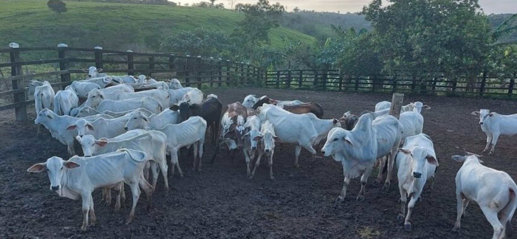 Bahia: 130 cabeças de gado são apreendidas em operação da Polícia Civil