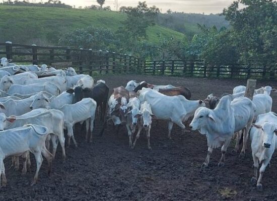 Bahia: 130 cabeças de gado são apreendidas em operação da Polícia Civil
