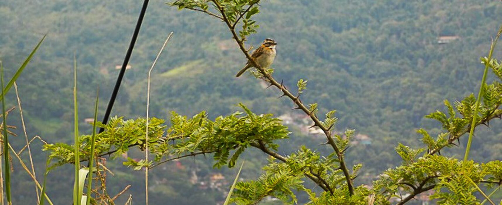 COP26: RJ promete cobertura de Mata Atlântica em 40% do estado em 2050