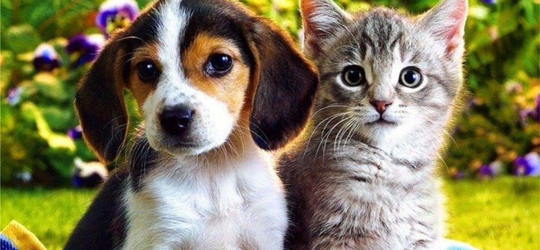 França proíbe venda de cães e gatos em pet shops