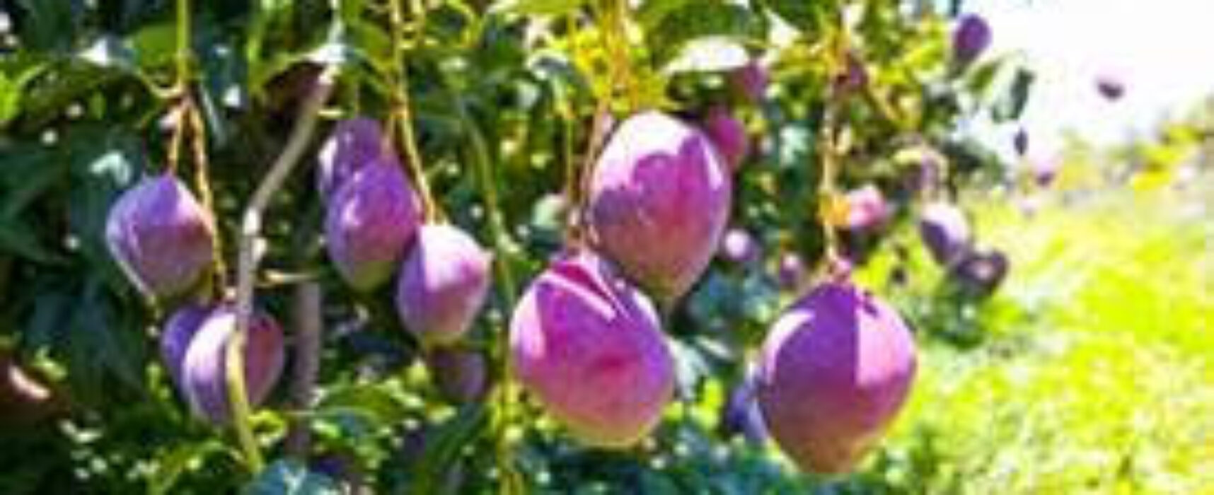 Uso de bioinsumos impede perdas na produção de frutas devido à crise hídrica
