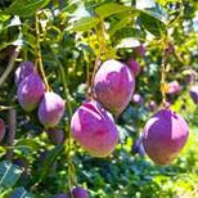 Uso de bioinsumos impede perdas na produção de frutas devido à crise hídrica