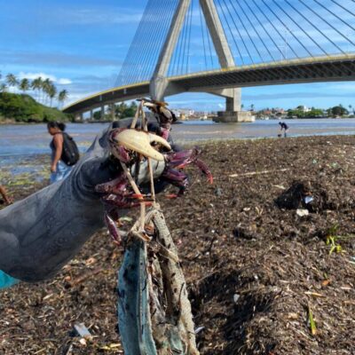 CARANGUEJOS arrastados pela enchente em Ilhéus provoca caos