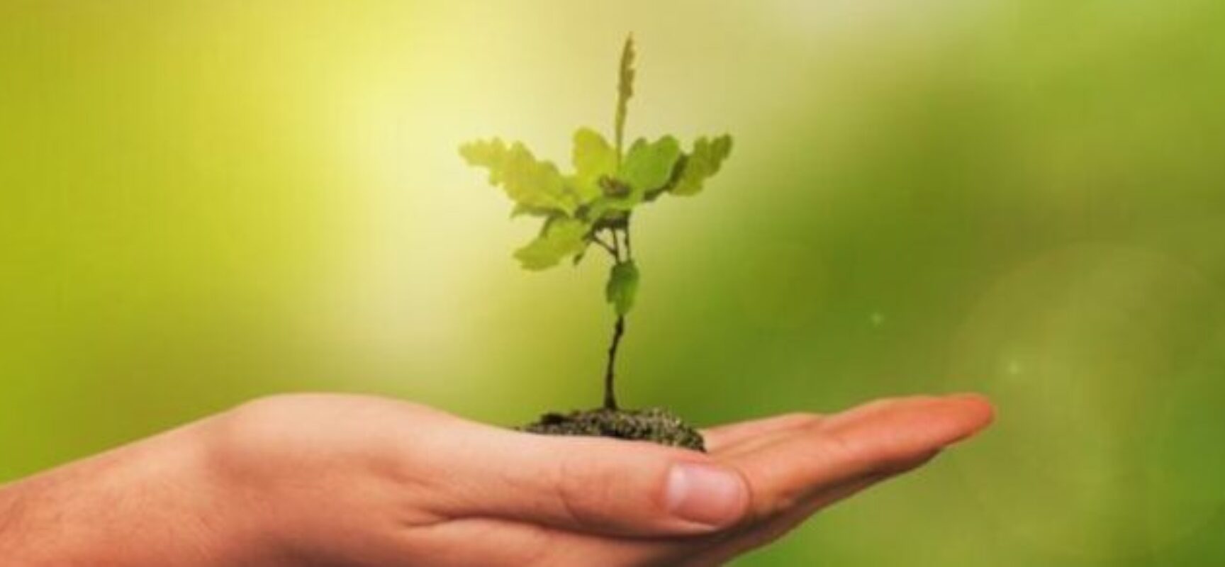 Comissão aprova projeto que prevê o plantio de uma árvore para cada nascimento de criança