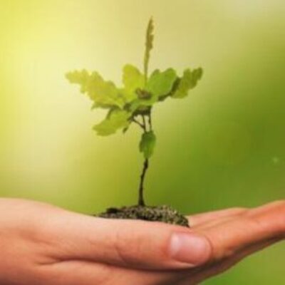 ILHÉUS PARTICIPARÁ DE AÇÃO NACIONAL QUE VISA PLANTAR 1 MILHÃO DE ÁRVORES EM 1 DIA