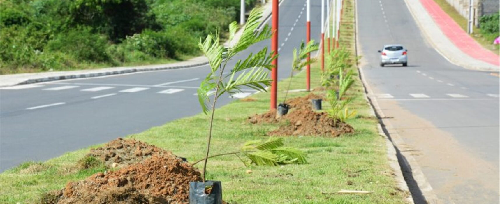 Prefeitura de Feira inicia projeto de arborização com plantio e doações de mudas