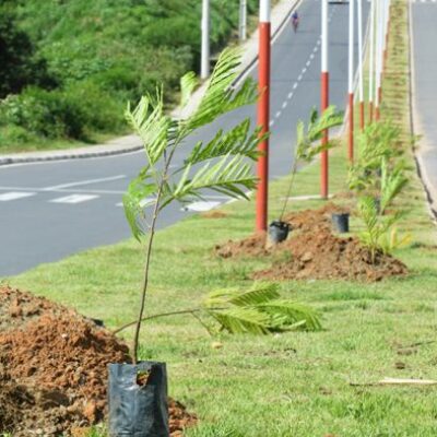Prefeitura de Feira inicia projeto de arborização com plantio e doações de mudas