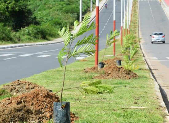 Prefeitura de Feira inicia projeto de arborização com plantio e doações de mudas