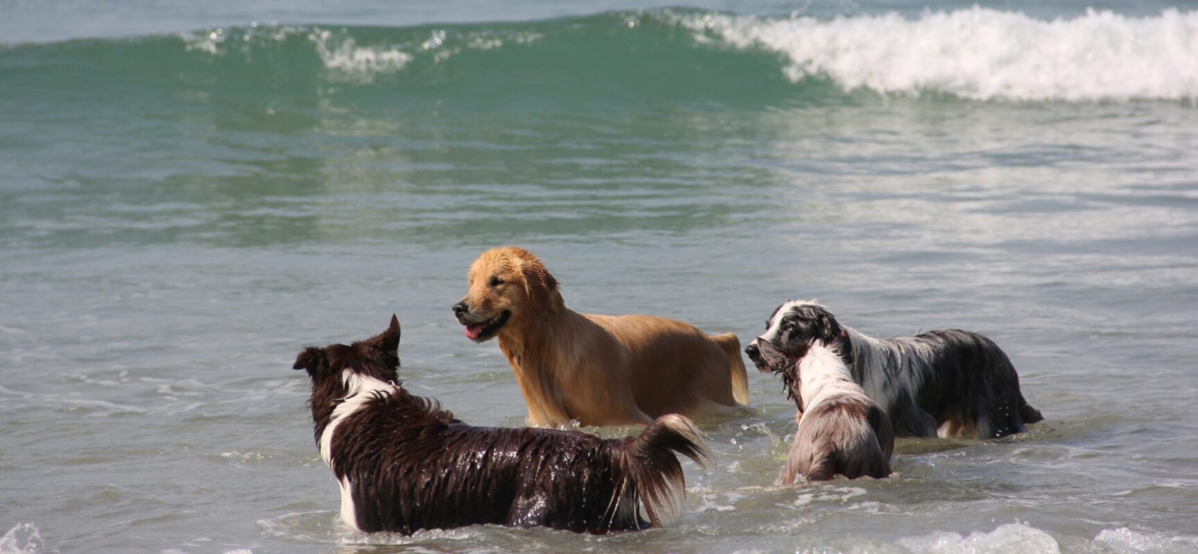 Começa a valer em Santos lei que permite cachorros na praia
