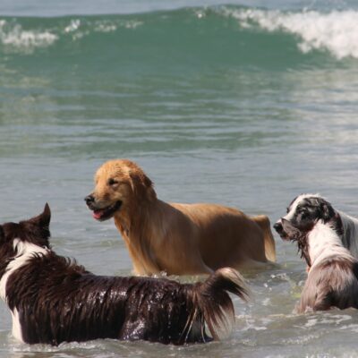 Projeto substitui palavra “dono” por “humano responsável” em cadastro de animais