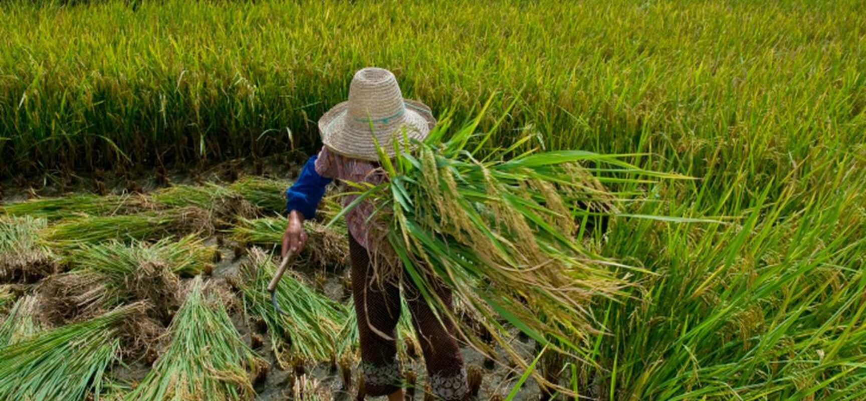 Ministério Público resgatou 1,6 mil pessoas em situação de escravidão