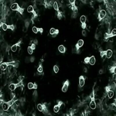 Ômicron é menos agressiva por “poupar” os pulmões, apontam estudos