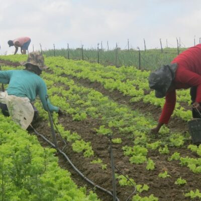 Terreiros da Bahia vão produzir produtos agroecológicos