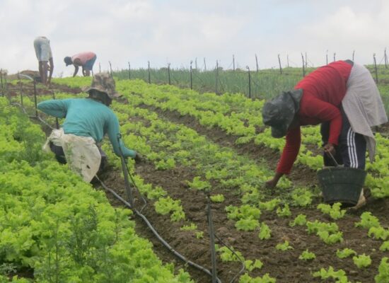 Terreiros da Bahia vão produzir produtos agroecológicos