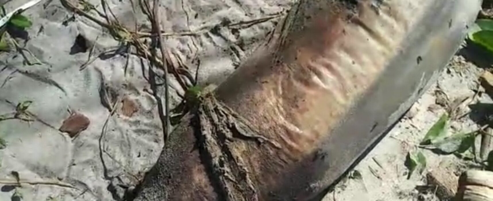 Boto-cinza é encontrado morto por banhistas em praia de Ilhéus