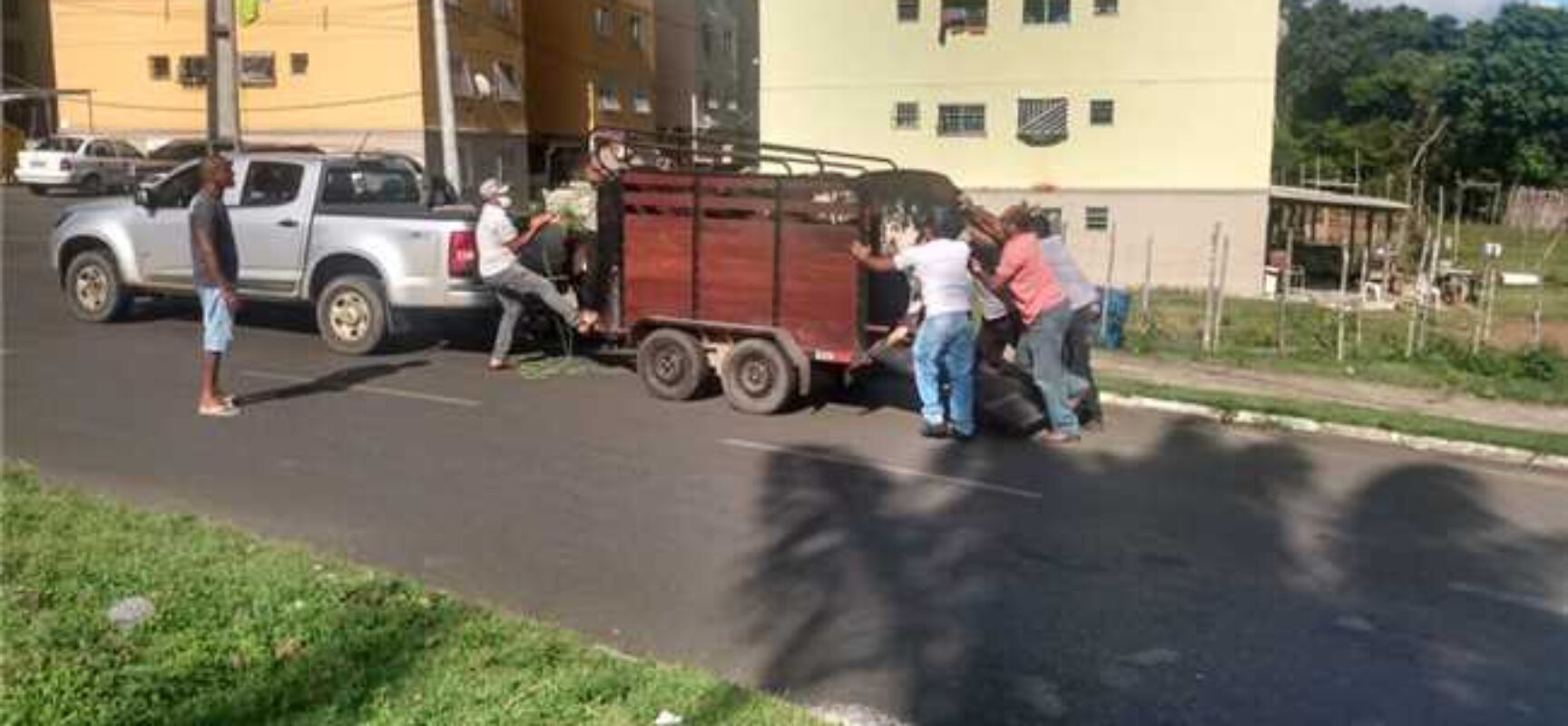 CCZ realiza operação ‘Pista não é pasto’ e captura animais soltos em vias públicas de Ilhéus