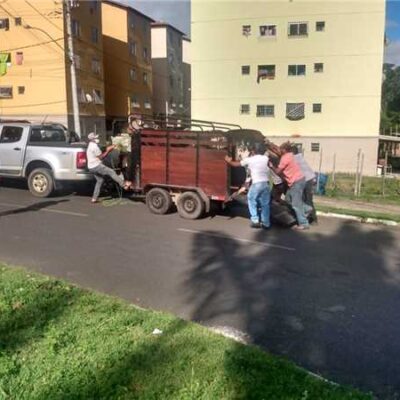 CCZ realiza operação ‘Pista não é pasto’ e captura animais soltos em vias públicas de Ilhéus
