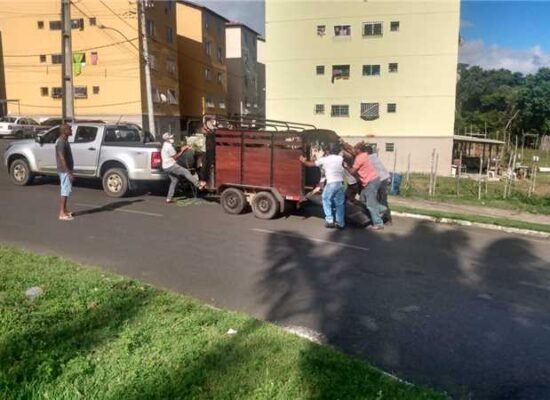 CCZ realiza operação ‘Pista não é pasto’ e captura animais soltos em vias públicas de Ilhéus