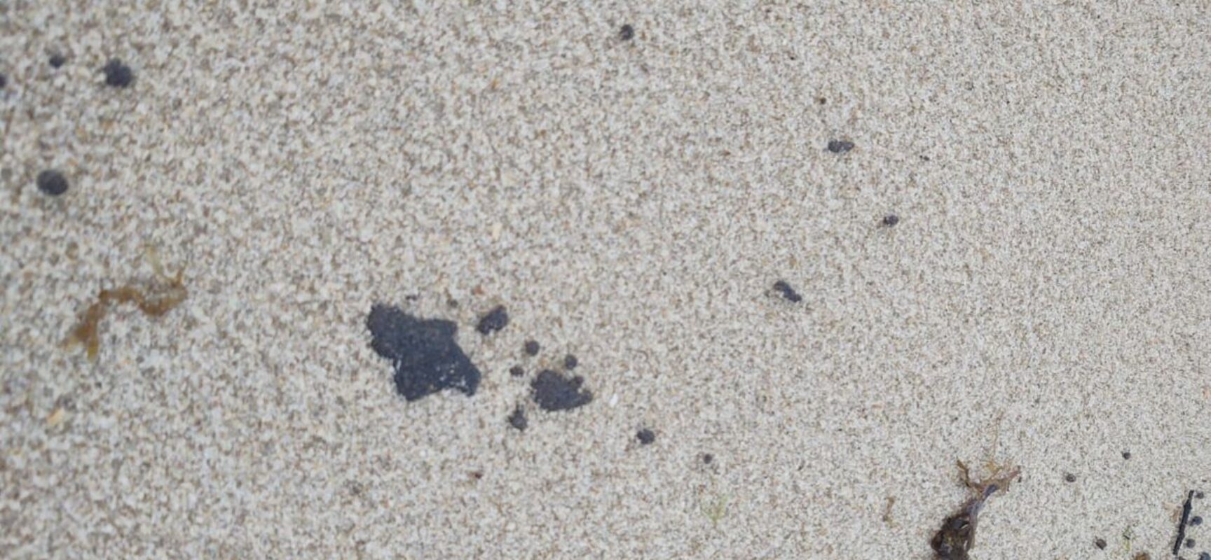 Litoral cearense tem 64 praias com manchas de óleo