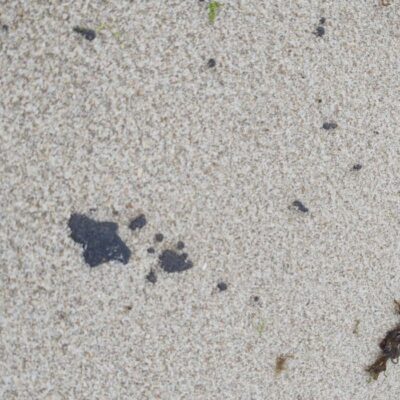 Litoral cearense tem 64 praias com manchas de óleo