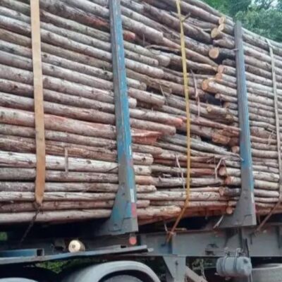 Motorista de caminhão é preso com carregamento ilegal de madeira no sul da Bahia