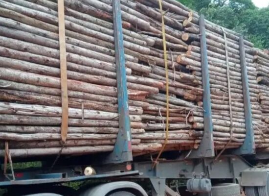 Motorista de caminhão é preso com carregamento ilegal de madeira no sul da Bahia