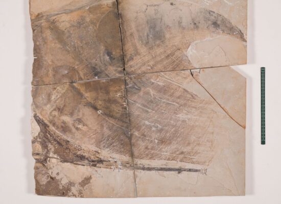 Museu de Ciências da Terra apresenta fóssil de pterossauro repatriado
