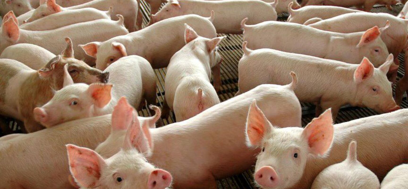 Governo inicia segunda etapa de vacinação contra peste suína clássica