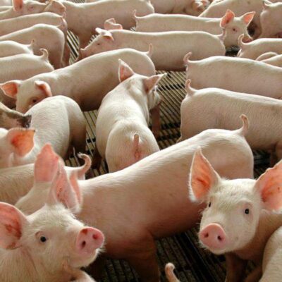 Governo inicia segunda etapa de vacinação contra peste suína clássica
