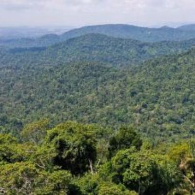 Governo lança operação contra o desmatamento na Amazônia