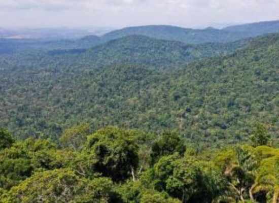 Governo lança operação contra o desmatamento na Amazônia