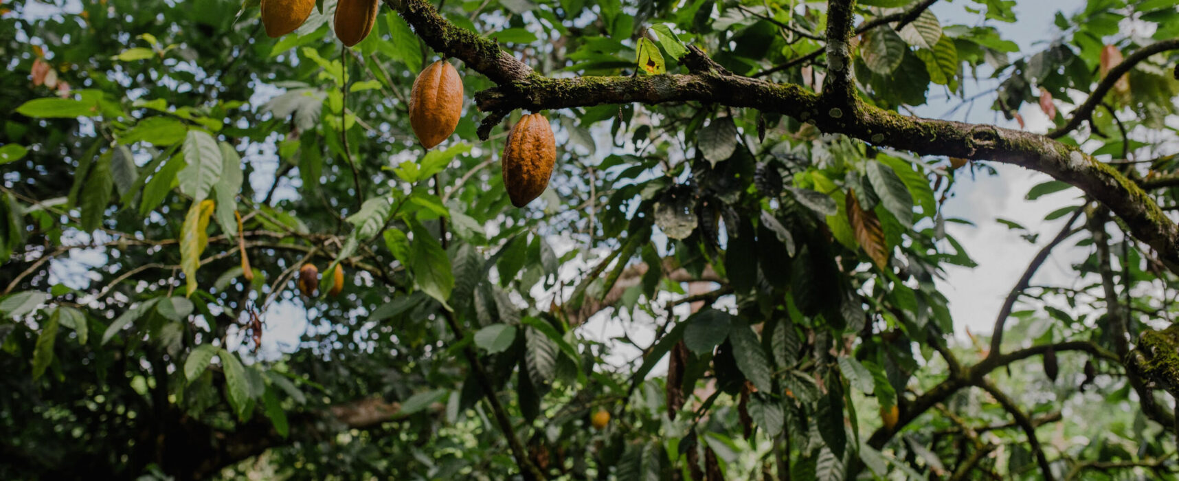 Grupo técnico visitará lavouras de cacau renovadas