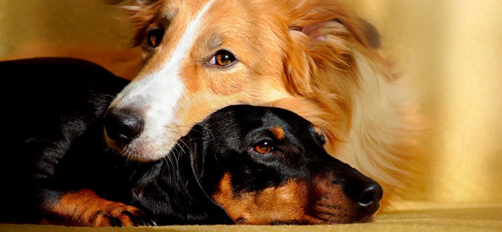 Ilhéus tem feira de adoção de animais no próximo sábado (5); campanha acontece no espaço Villa 73