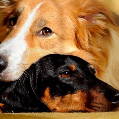 Ilhéus tem feira de adoção de animais no próximo sábado (5); campanha acontece no espaço Villa 73