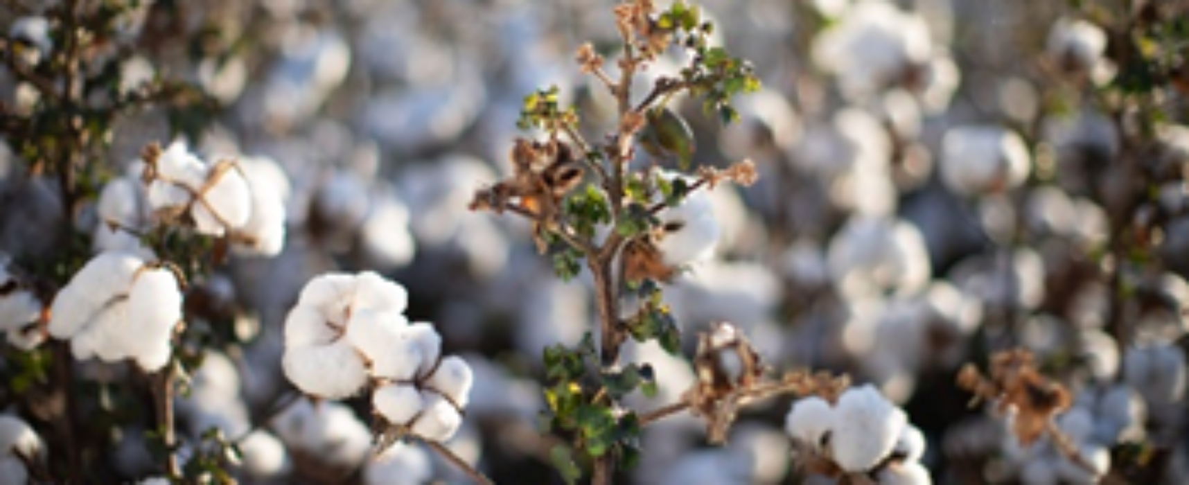 Insetos ameaçam produção de algodão, essencial para roupas, insumos hospitalares e notas de Real