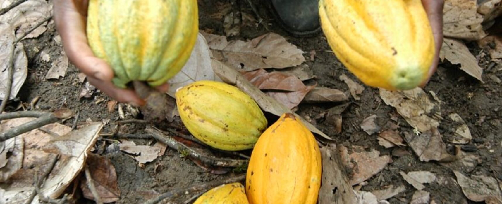 Sábado, 26, é o dia do Cacau, fruto que dá renda e preserva o meio ambiente em assentamentos da Bahia