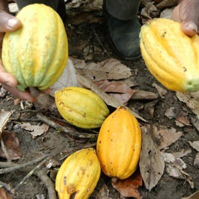 Sábado, 26, é o dia do Cacau, fruto que dá renda e preserva o meio ambiente em assentamentos da Bahia