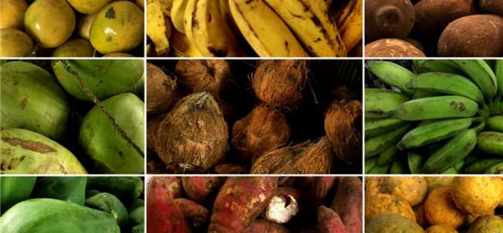 Ilhéus é destaque no Programa Alimenta Brasil; iniciativa fortalece atividade do pequeno agricultor