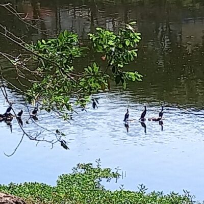 Começam segunda-feira as atividades da Semana do Meio Ambiente em Itabuna