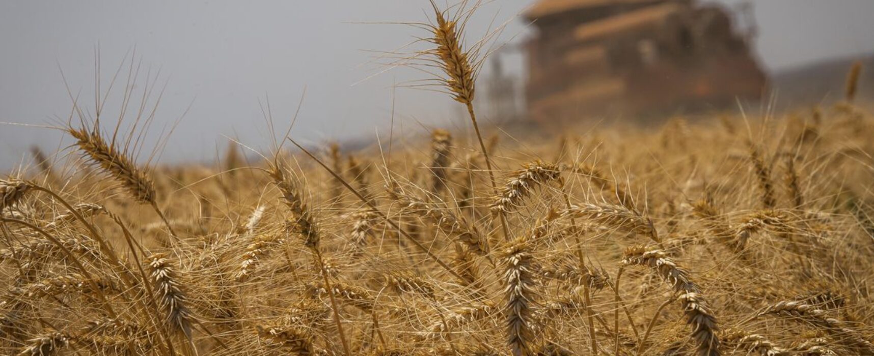 Brasil terá autossuficiência na produção de trigo, diz presidente