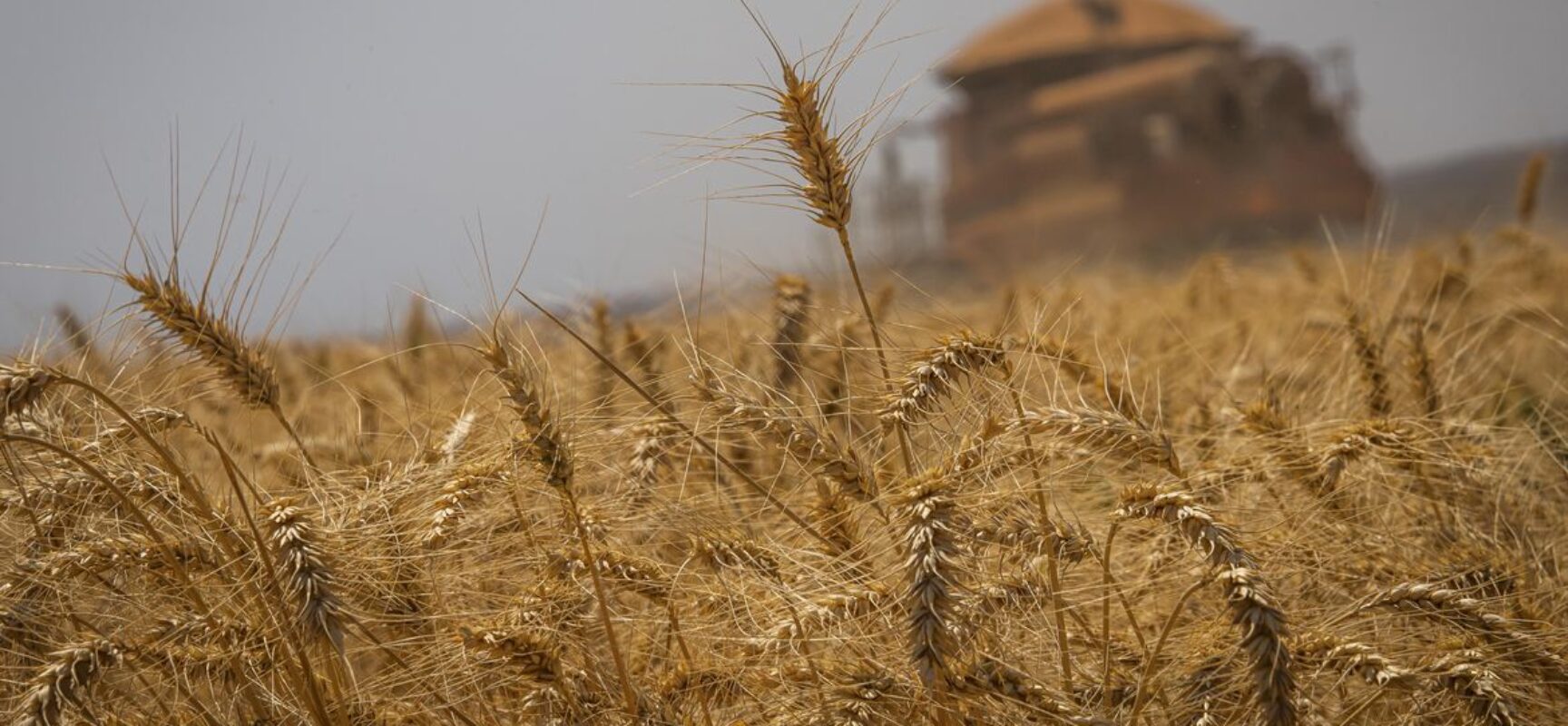 Brasil terá autossuficiência na produção de trigo, diz presidente