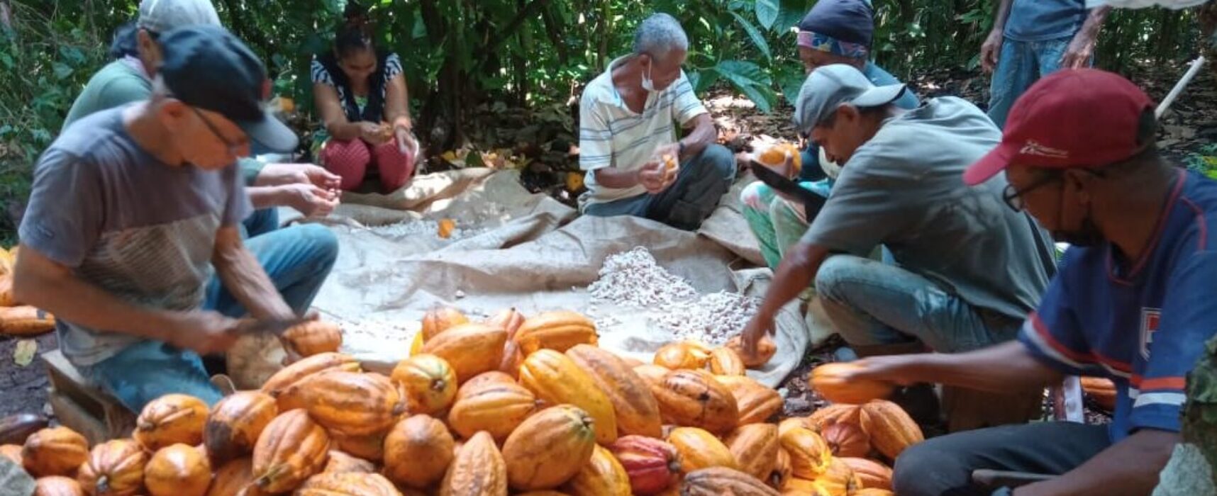 Ceplac identifica vírus “mosaico do cacau” em plantas no Sul da Bahia