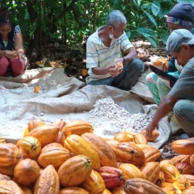 Uesc tem papel de destaque em documento sobre o cultivo sustentável do cacau apresentado na COP30