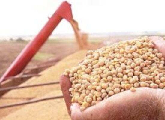 Nordeste tem o maior aumento percentual do Brasil na produção de grãos