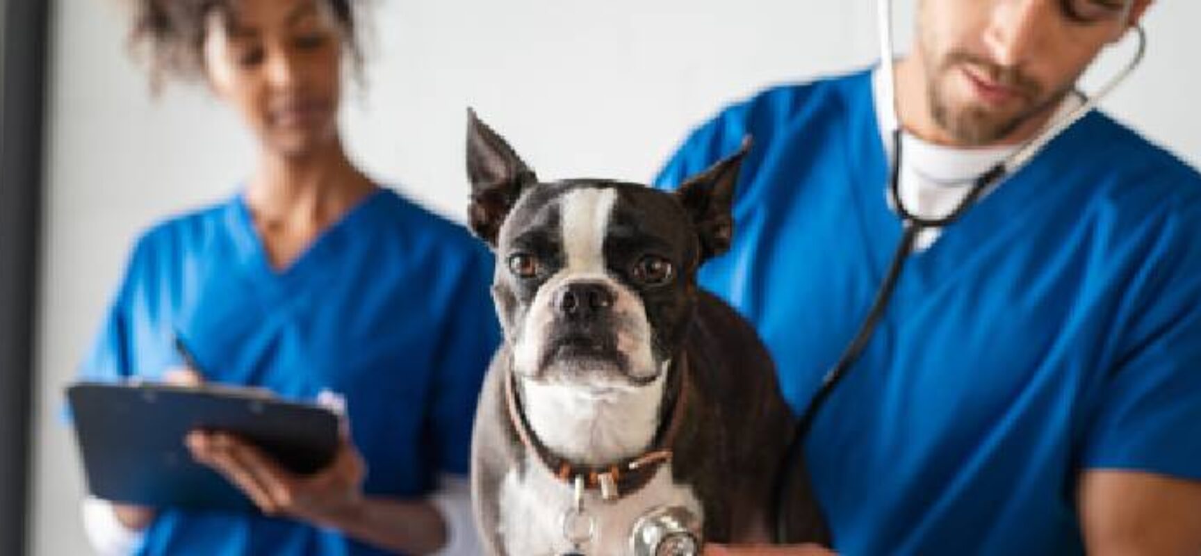 Proposta estabelece piso salarial de R$ 6 mil para médicos veterinários