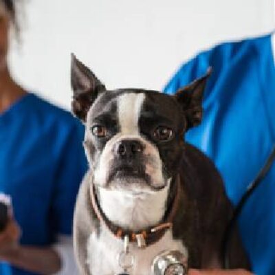 Proposta estabelece piso salarial de R$ 6 mil para médicos veterinários
