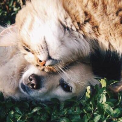 Patrulha da vacinação: Ilhéus inicia campanha antirrábica; confira pontos e horários